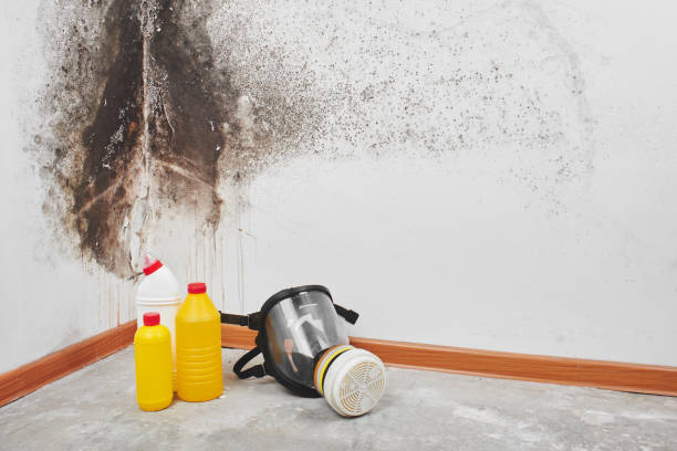 Best Crawl Space Mold Removal  in Converse, TX