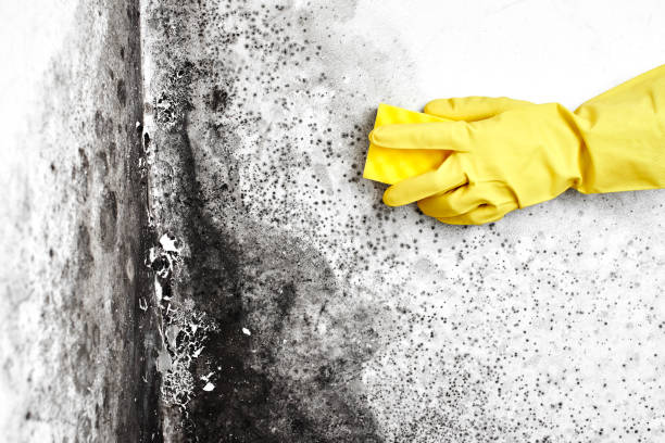 Best Best Mold Removal Companies  in Converse, TX