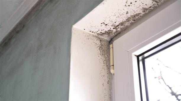 Best Local Mold Removal Service  in Converse, TX