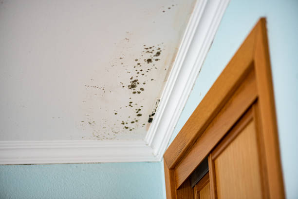 Best Mold Remediation  in Converse, TX