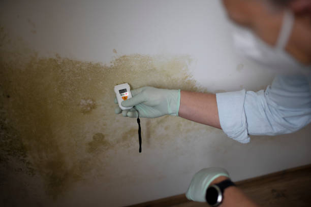 Best Local Mold Removal Service  in Converse, TX