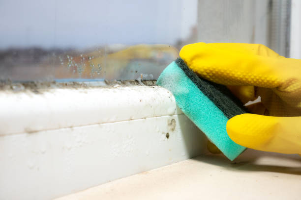 Best Mold Testing  in Converse, TX