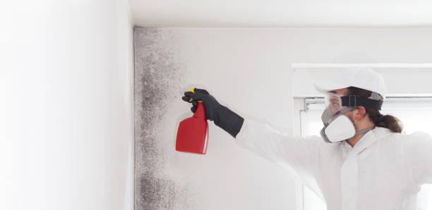 Best Professional Mold Removal  in Converse, TX