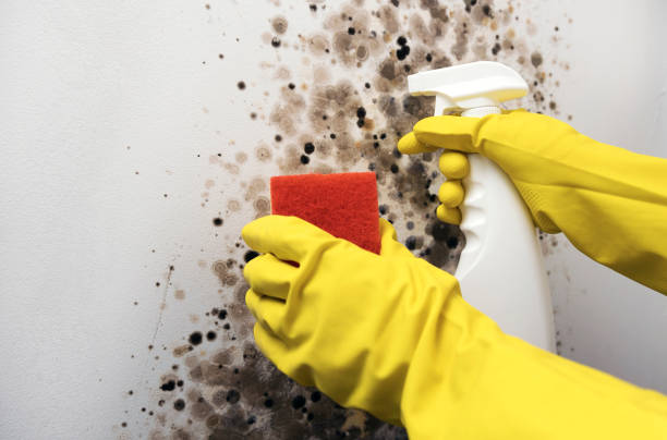 Best Certified Mold Removal  in Converse, TX