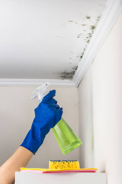 Best Toxic Mold Removal  in Converse, TX